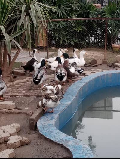 Happy and Healthy Ducks for sale