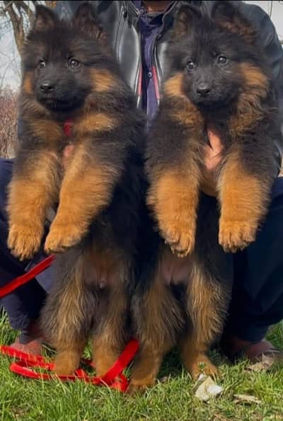 German Shepherd Dog – Healthy & Active