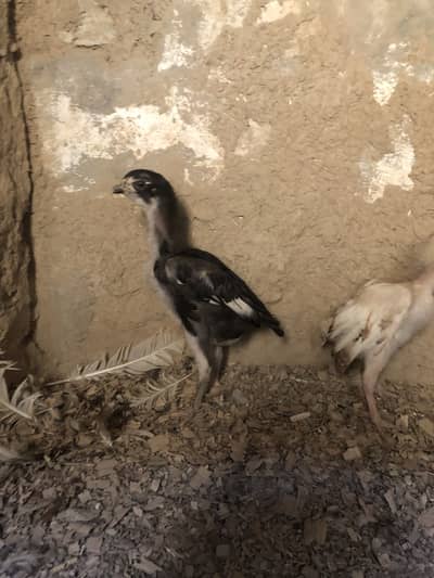 MIAWALI ASEEL CHEIKS