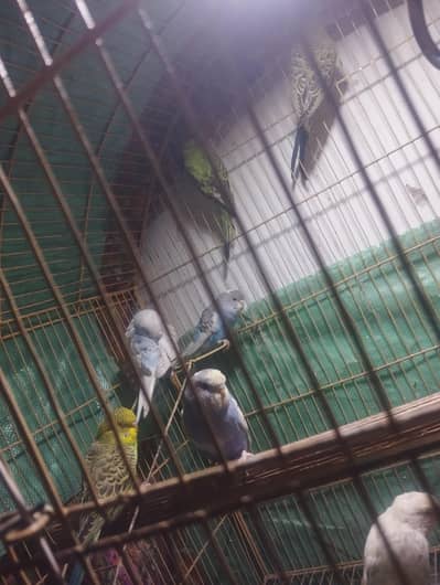budgies