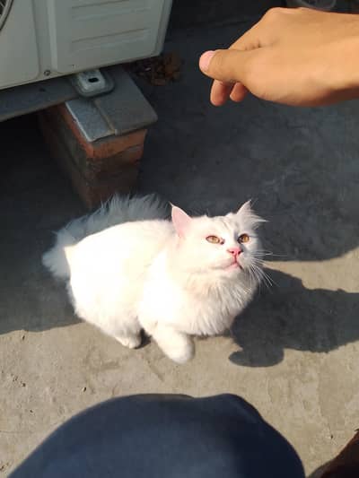 white male cat