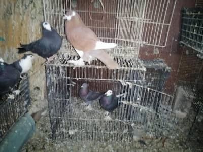 45+PIGONS BREADER PAIRS FULL ADULT