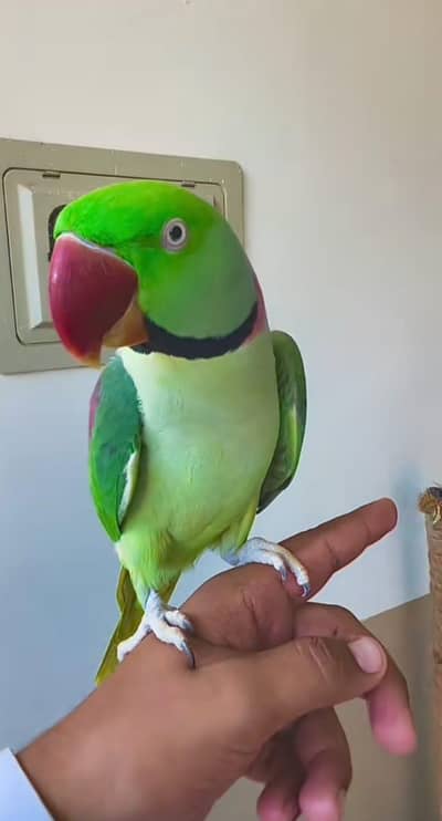 Raw male parrot urgent sale