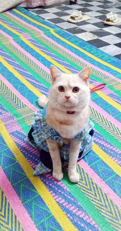 Persian cat double cot