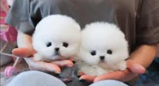 pomeranian puppies 03425655411