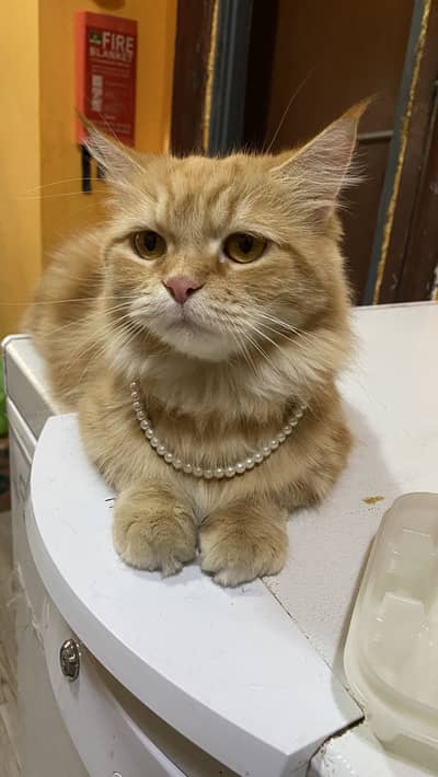For cat lover only contact Ginger female cat