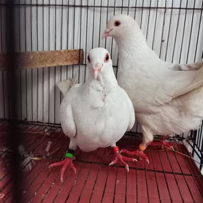 White Garazer Kasad Breder pair For Sale