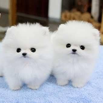 pomeranian puppies 03425655411