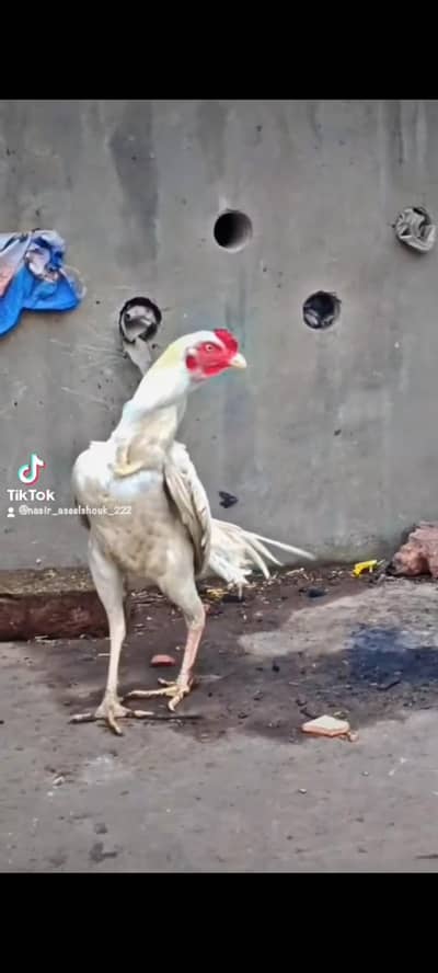 white Heera Patha  and Cheeni Madi