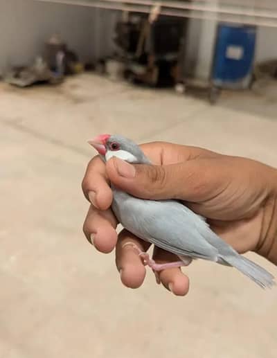 silver java & zebra finch