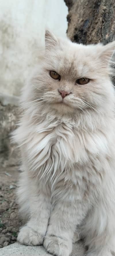 Tripple coated Persian cat