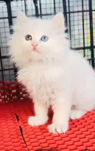 Punch face kitten for sale   WhatsApp, 03126762031