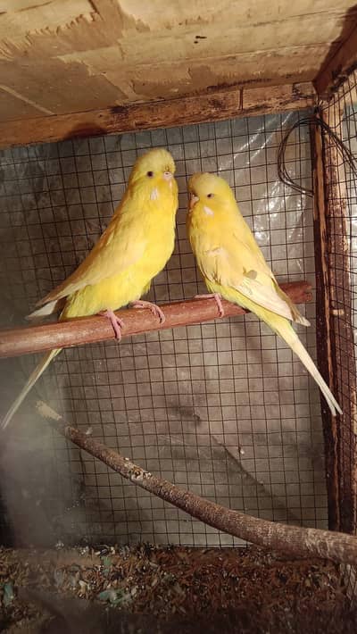 exhibition ,TCB , hogoromo , king , bw , spangle