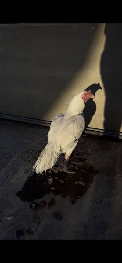 Top quality papper white heera male