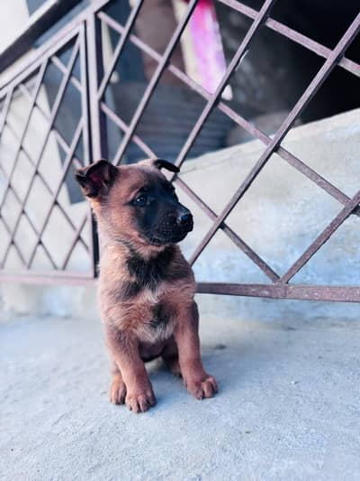 Belgian malinois