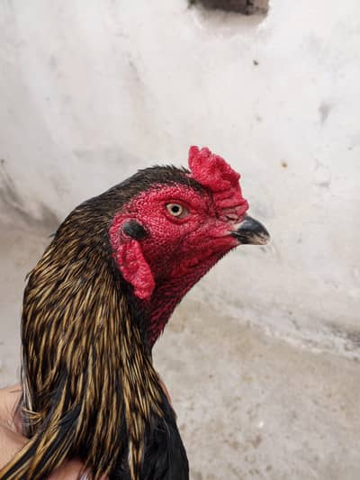 Thai chicks for sale