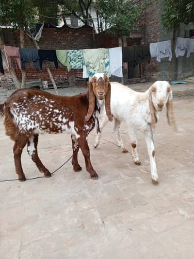 makhi cheena bakra brown color 11 month ka he urgent for sale