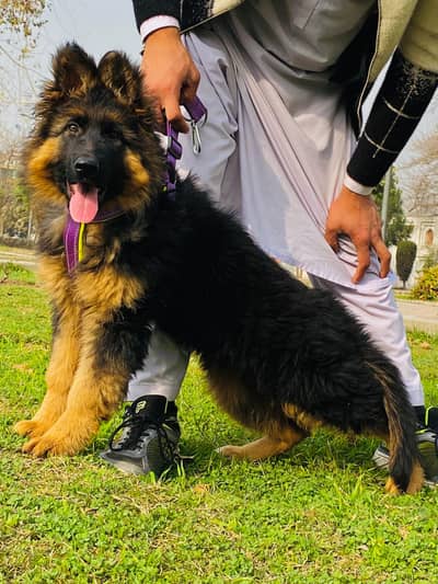 German shepherd | Long coat German shepherd Female | GSD