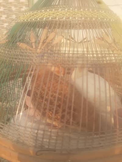 Iran nar weight made