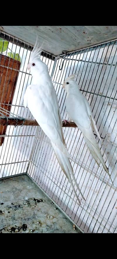 Eno Red eyes Breeder pair