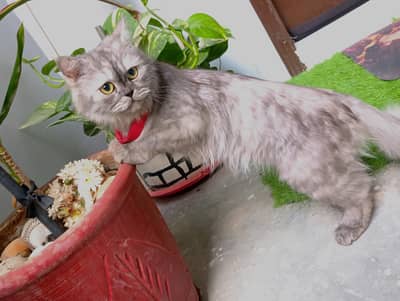 Smoke Persian Punch Face Female Cat
