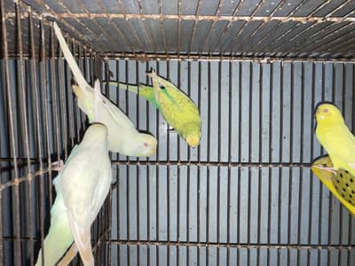 Australian parrots available