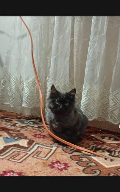 black colour persion kitten for sale