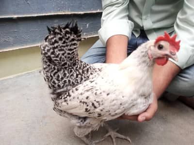 Egg  laying female's