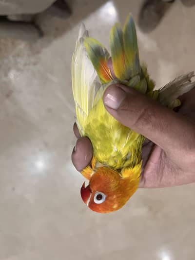 Green opline palefellow Male Breeder and love bird chicks