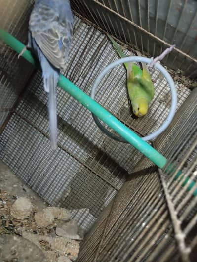 rainbow budgie's breeder pair