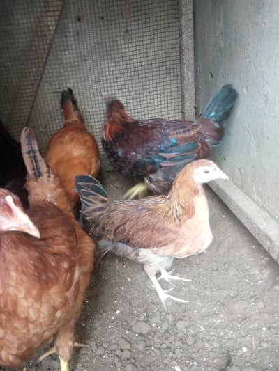 3.5 se 4 Month Ke Sehatmand Chuzay For Sale