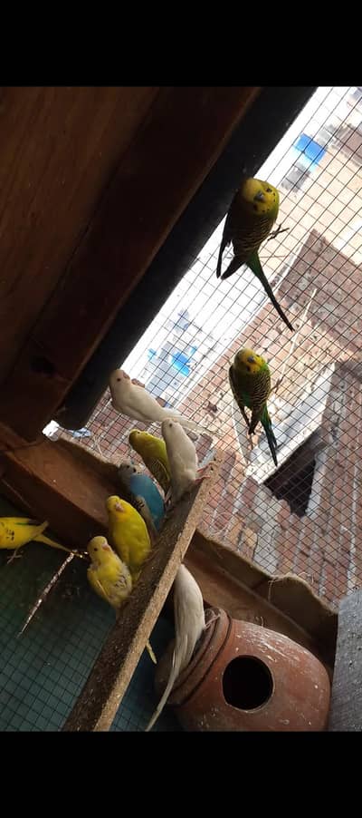 5 Breeder pair box Andy bachy Sath