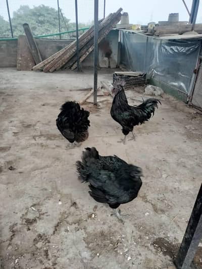 ayyam semani 1 manth chics foresale 1 male 4 female