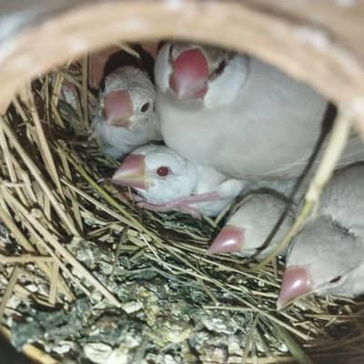 Opal java breeder pairs with fertile Eggs  03222088869