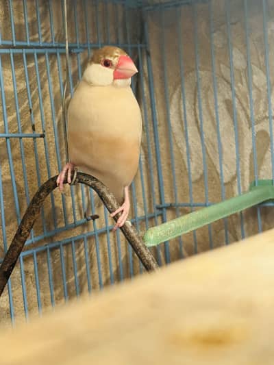 Fawn and Silver Jawa breeder