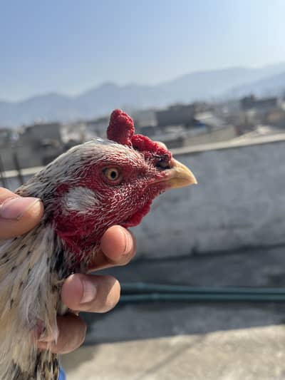 Shajra Aseel (exchange possible with mushka )