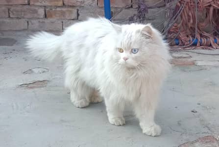 white persian Cat Triple Coated