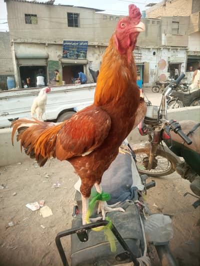 Aseel imported   Old bloodlin