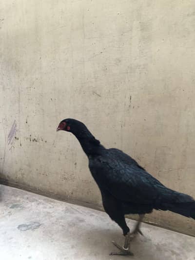 assel madi ha ando pa