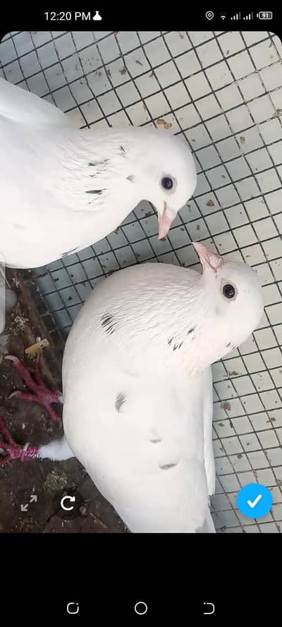 White Fancy Pigeons (Pair) – Healthy & Beautiful