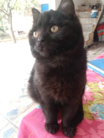 Persian triple coat female kitten