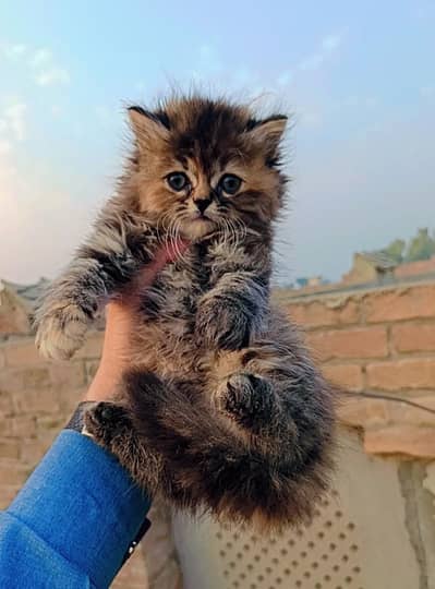 Persian Triple Coated Kittens