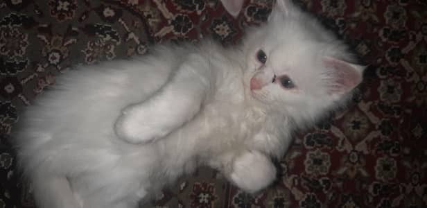 persian  cats for sale