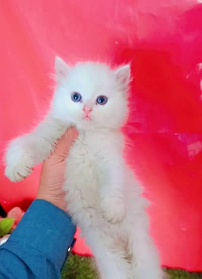 Persian Long Coated Trained Kittens