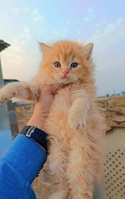 Persian Long Coated Trained Kittens