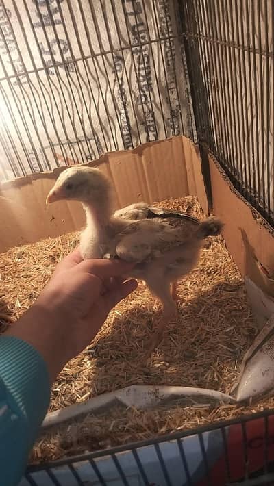 “Healthy Mixed Breed Chicks for Sale