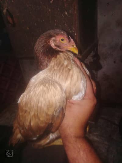 ya both haldhi ha achi bald lin sa ha