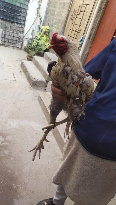 aseel murga hai demand 4500