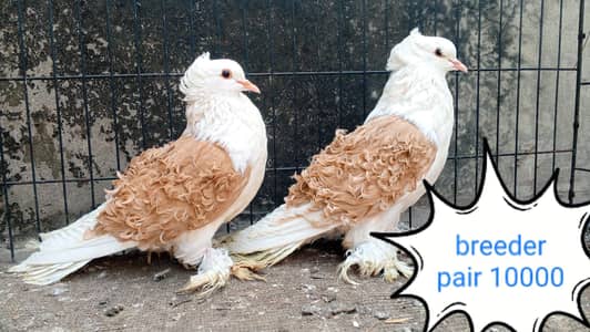fancy pigeon | kabutar| Jacobin|  frillback saddle | amarican fantail|