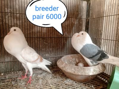 fancy pigeon | kabutar| Jacobin|  frillback saddle | amarican fantail|